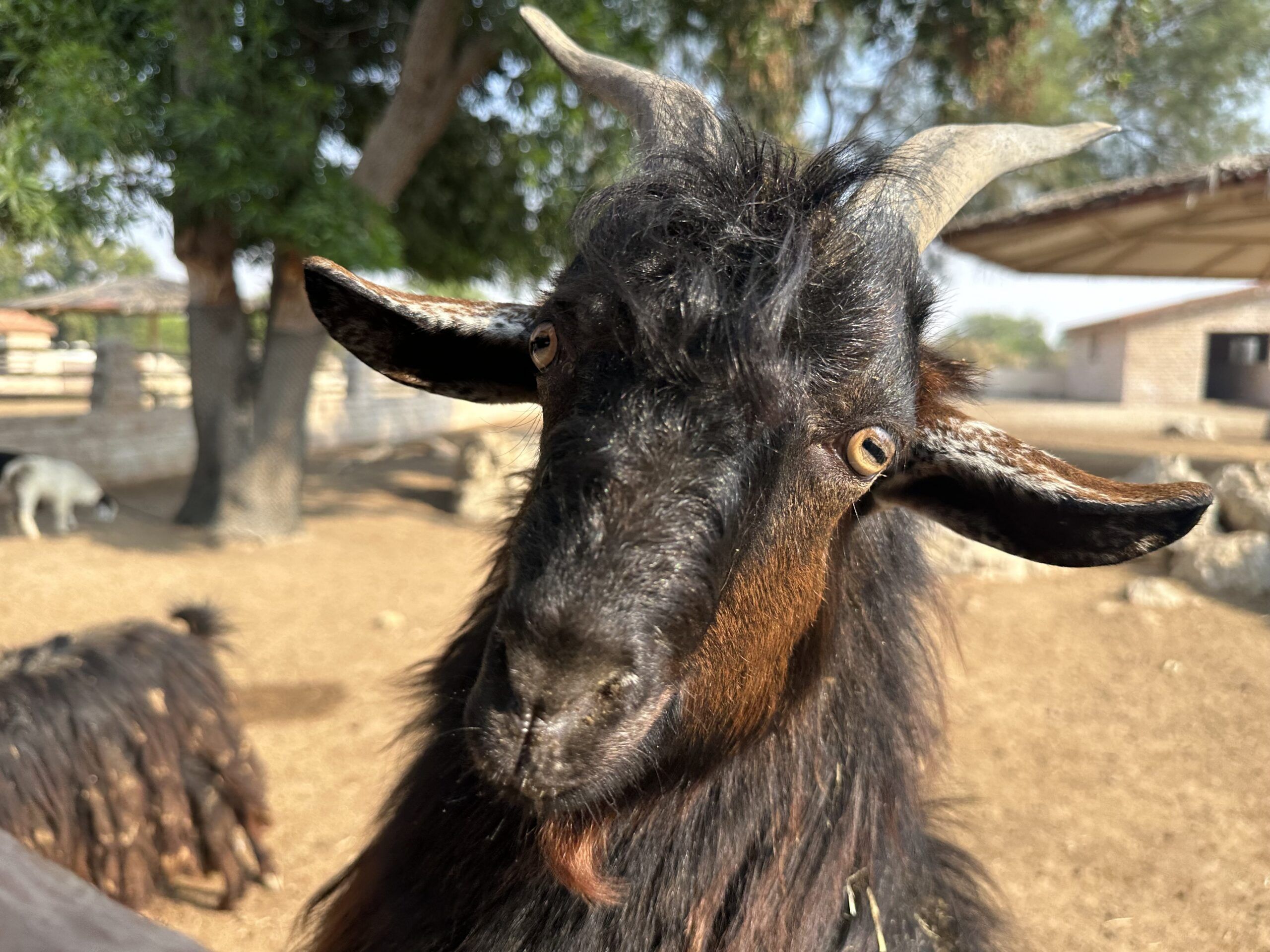 Koza w al areen wildlife park, bahrain, z bliska na tle wybiegu.