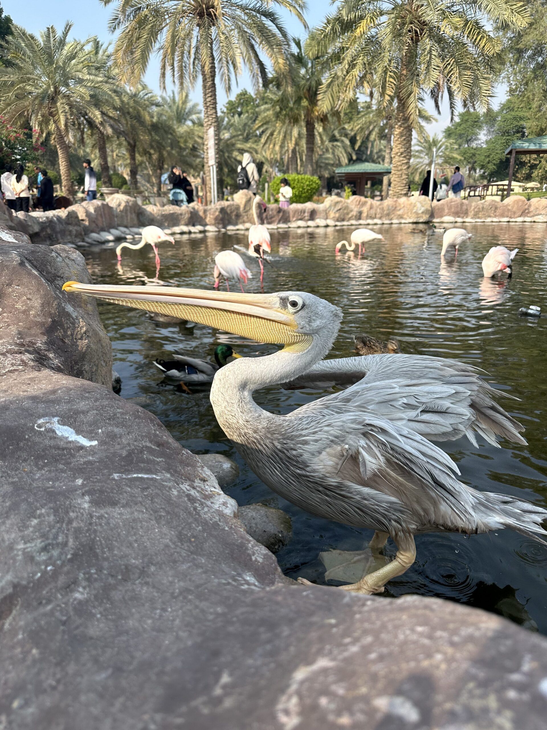 Al areen wildlife park w bahrajnie: pelikan przy stawie z flamingami i palmami w tle