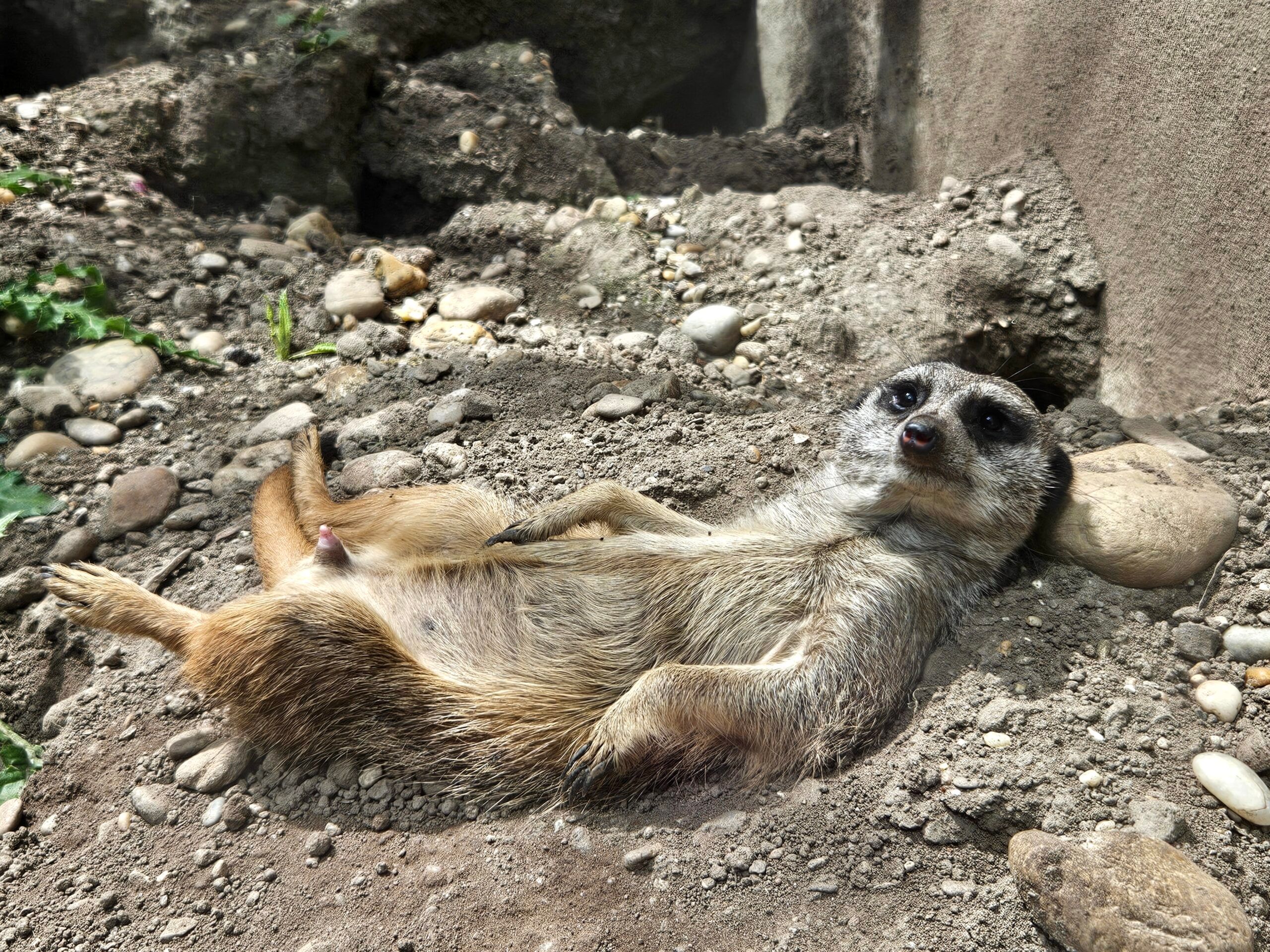Mewa stojąca na plecach w zoo w wiedniu, austria