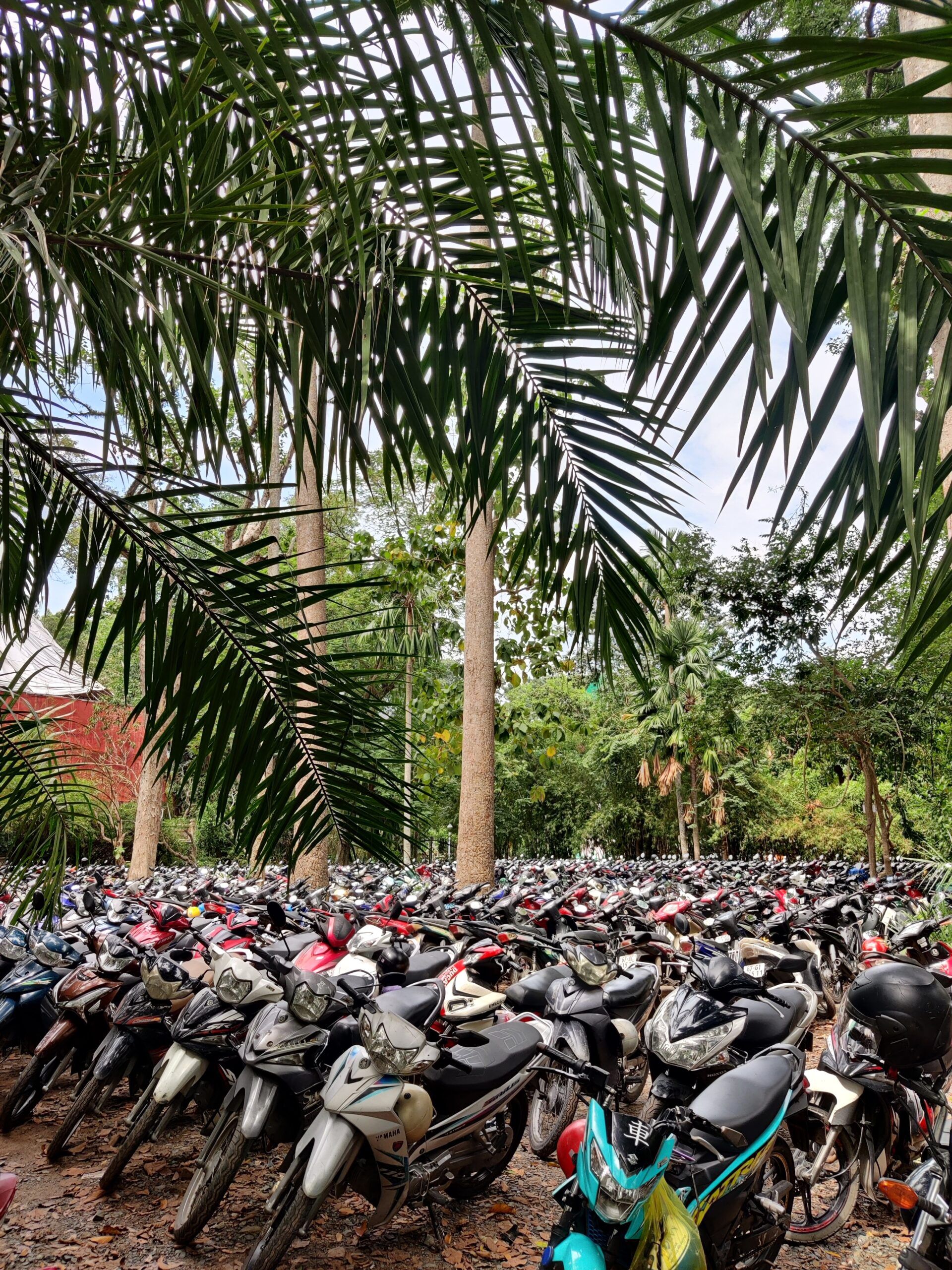Tłum skuterów zaparkowanych pod palmami w ho chi minh, wietnam
