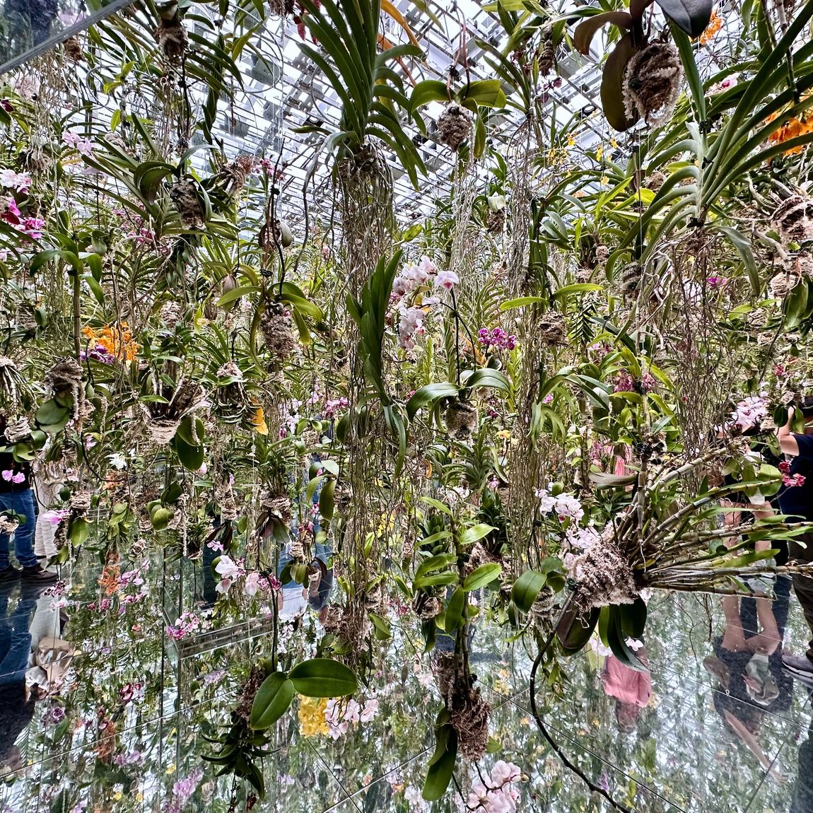 Teamlab dmm w tokio: wisząca instalacja z orchideami i lustrzanym podłogą, wśród zwiedzających