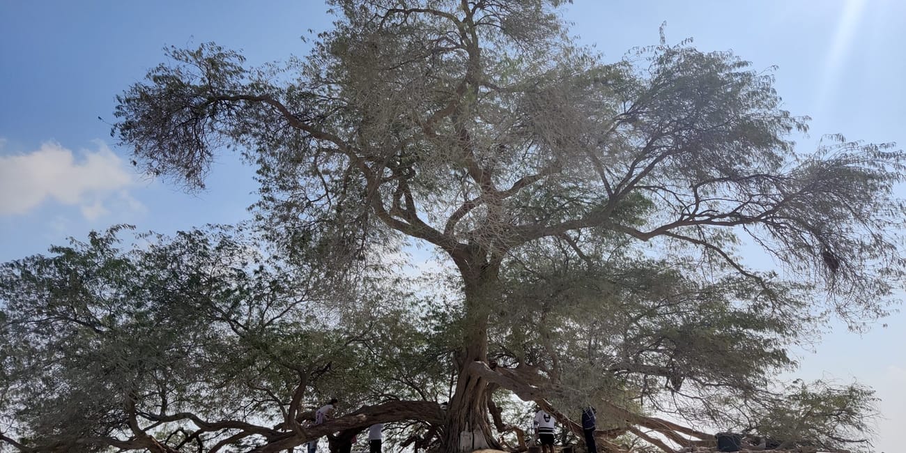 Tree of life w bahrajnie, samotne drzewo na pustynnym terenie.