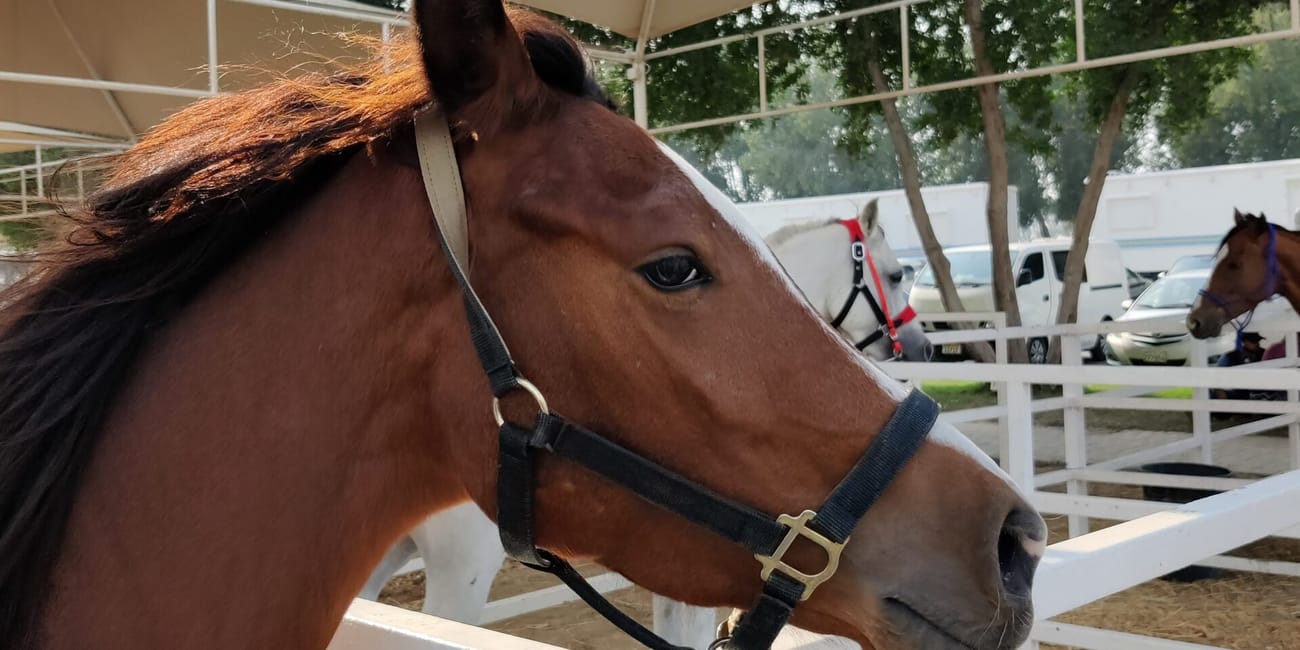 Koń w zagrodzie w the bahrain royal equestrian & endurance federation