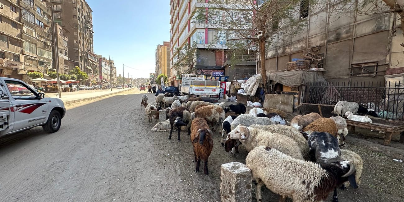 Sheep and goats gathered along a city street in egypt