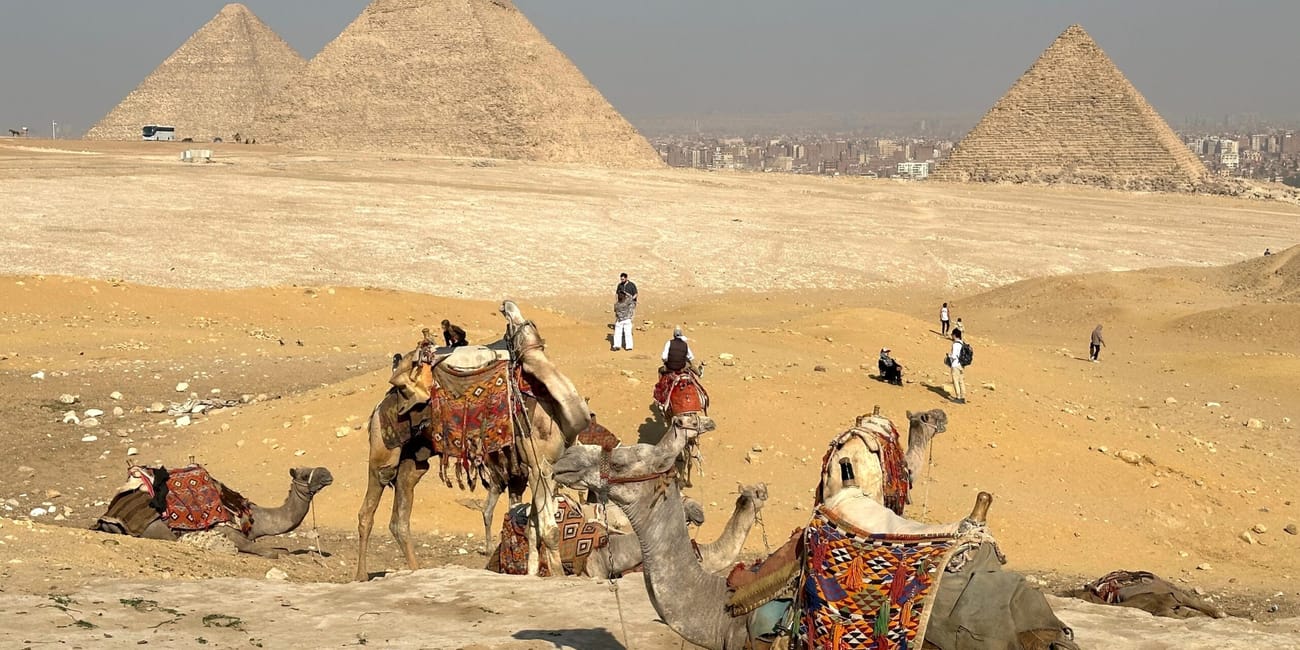 Camels resting near the pyramids of giza in egypt