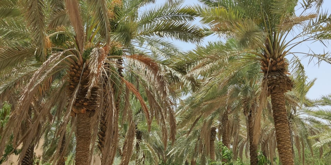 Palmowy ogród najd oasis w rijadzie z alejką między wysokimi palmami.
