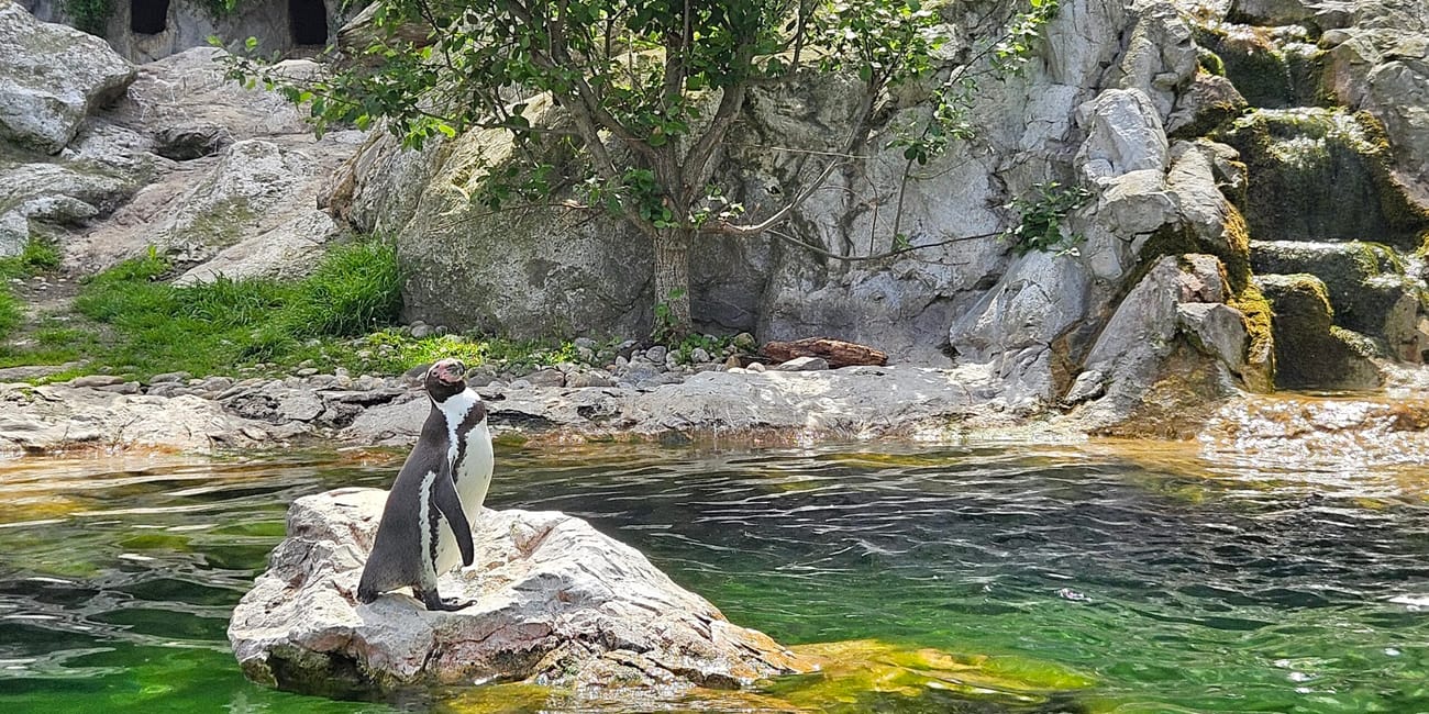 Pingwin stoi na skale w wybiegu w vienna zoo w wiedniu.