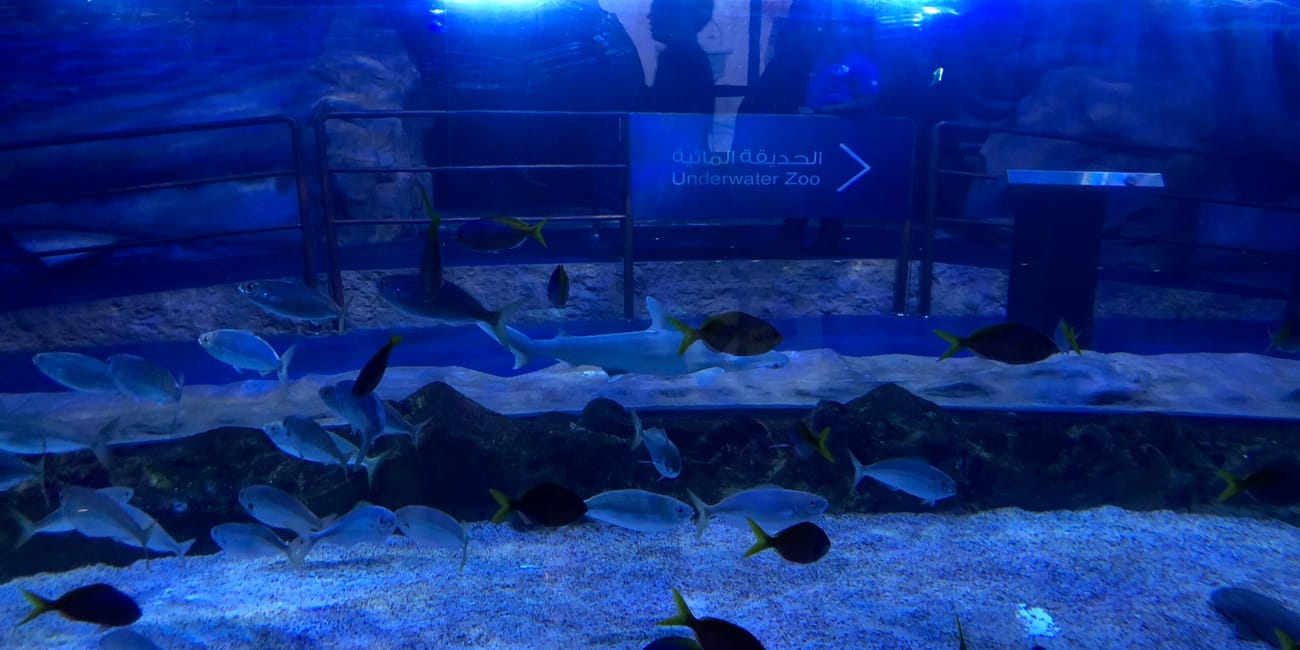 Akwarium underwater zoo w dubaju z pływającymi rybami i niebieskim oświetleniem
