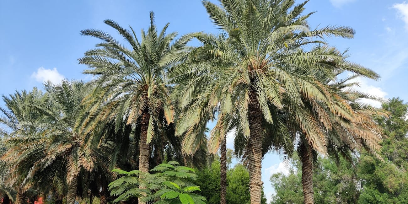 Dubai creek park z palmami i zielenią pod błękitnym niebem.
