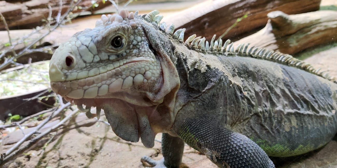 Legwan w prague zoo, zbliżenie na jasną głowę i kolczysty grzbiet.