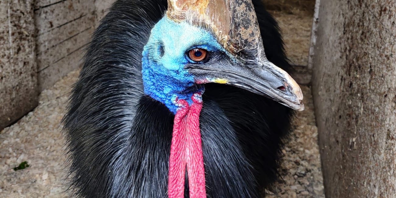 Kazuar hełmiasty w wybiegu w prague zoo