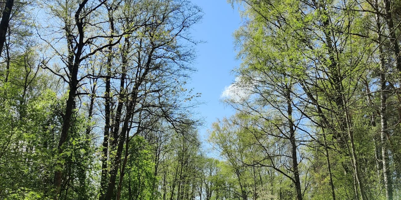 Leśna droga przy wieży obserwacyjnej bumbu hill w rydze, łotwa