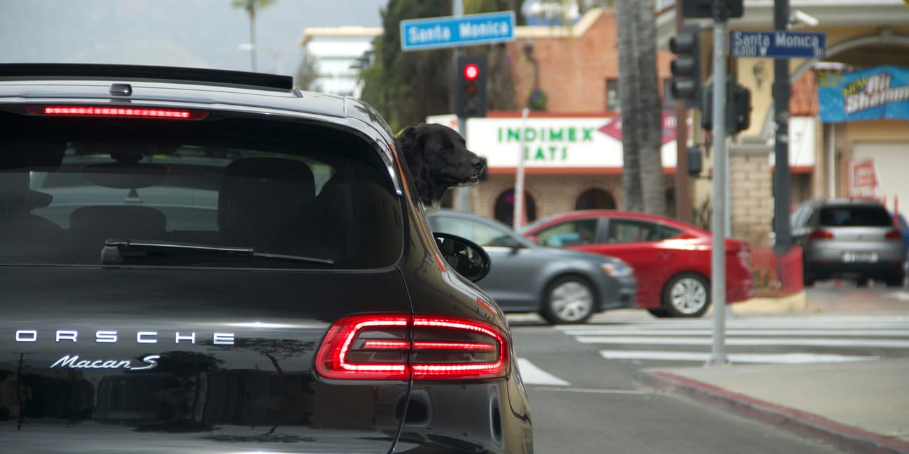 Czarny porsche macan s z psem wyglądającym przez okno na skrzyżowaniu w santa monica, los angeles