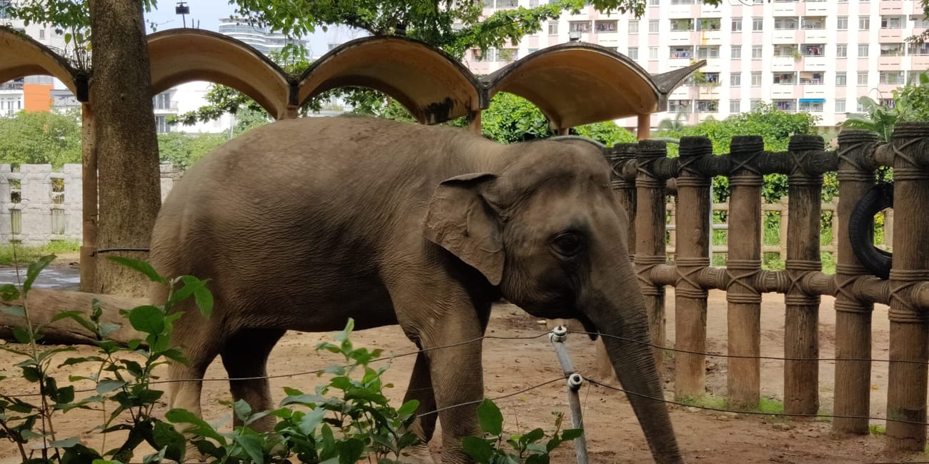 Słoń w ho chi minh zoo spaceruje po wybiegu pod drzewami.