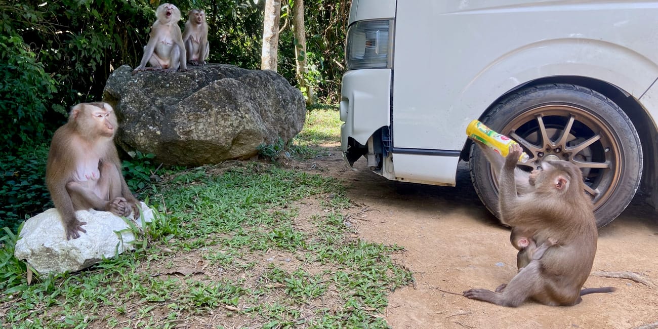 Monkeys at khao yai national park with a white van parked beside large rocks in the forest.