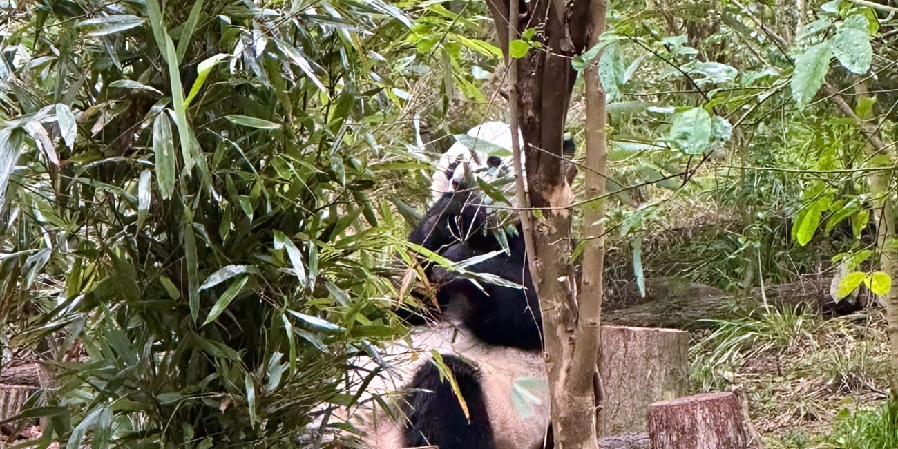 Panda wielki wśród bambusów w chengdu research base of giant panda breeding.