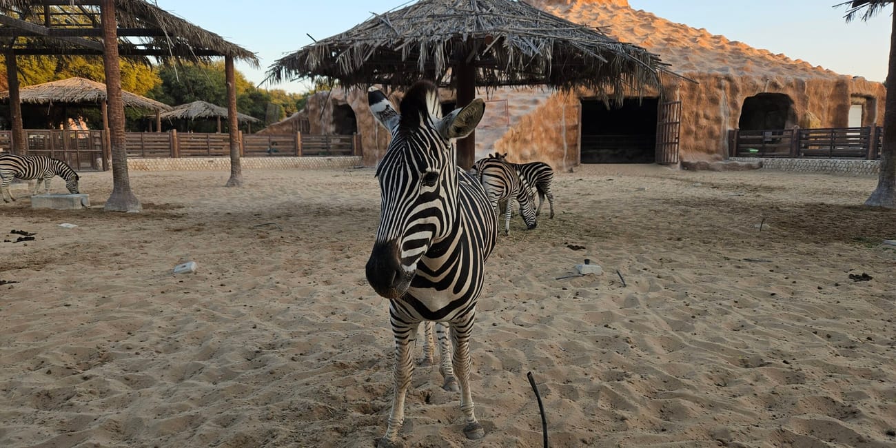 Zebra w doha zoo na piaszczystym wybiegu z afrykańskimi zabudowaniami w tle