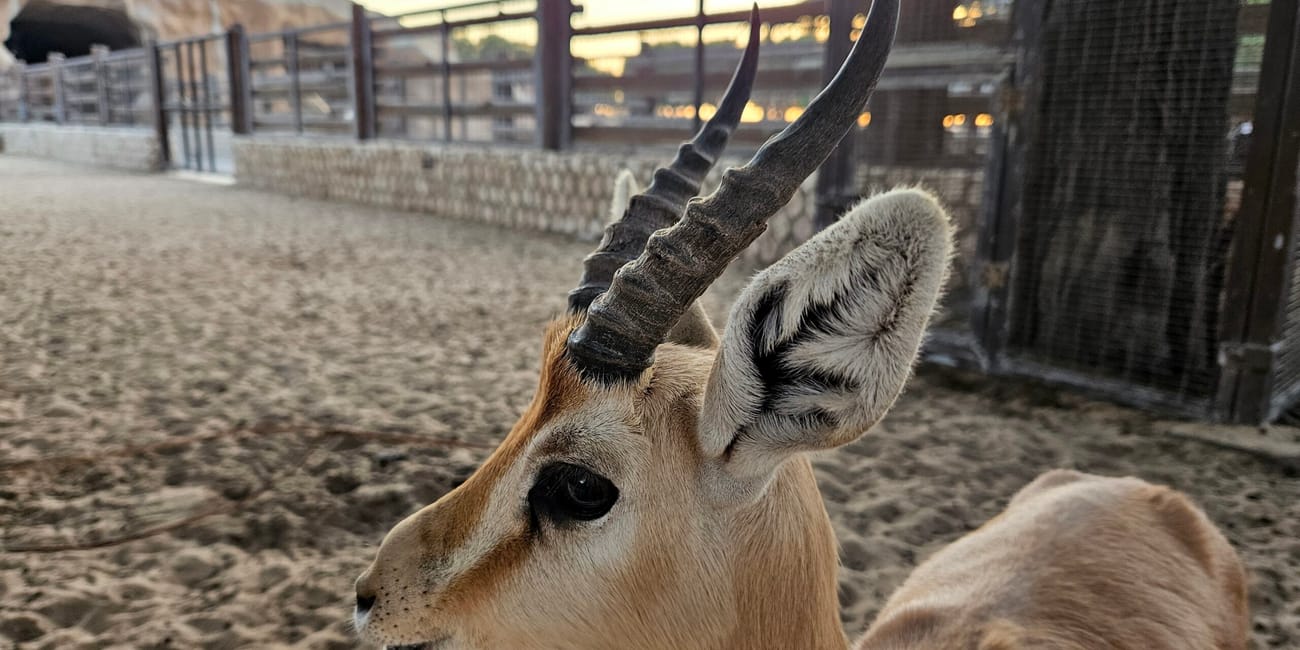 Gazela w doha zoo w katarze na piaszczystym wybiegu.
