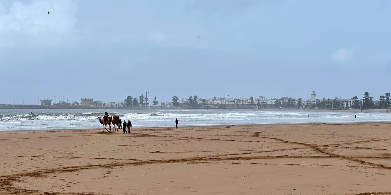 Plaża w essaouirze w maroku: wielbłądy z przewodnikiem idą brzegiem przy falach i zabudowaniach w tle