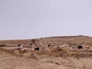 Stado kóz przy heet cave w rijadzie, arabia saudyjska