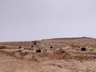 Goats grazing near heet cave, riyadh, saudi arabia