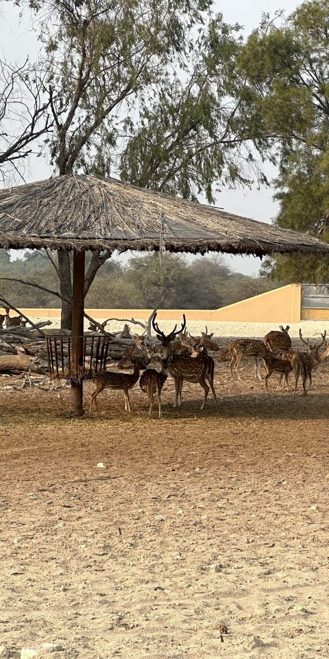 Al areen wildlife park w bahrajnie: grupa jeleni pod słomianym zadaszeniem na suchej wybiegu