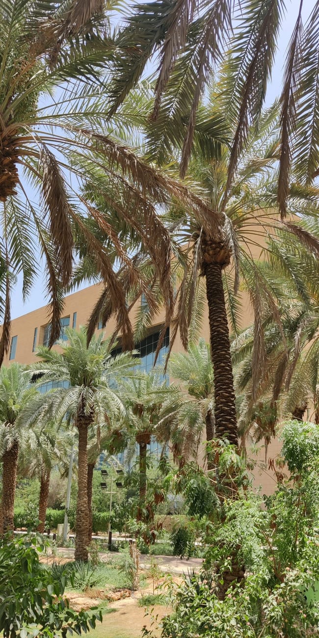 Najd oasis w rijadzie z palmami i nowoczesnym budynkiem w tle