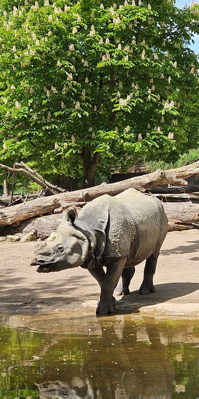 Nosorożec w wybiegu w vienna zoo w wiedniu, obok płytkiej wody i zwalonych pni drzewa