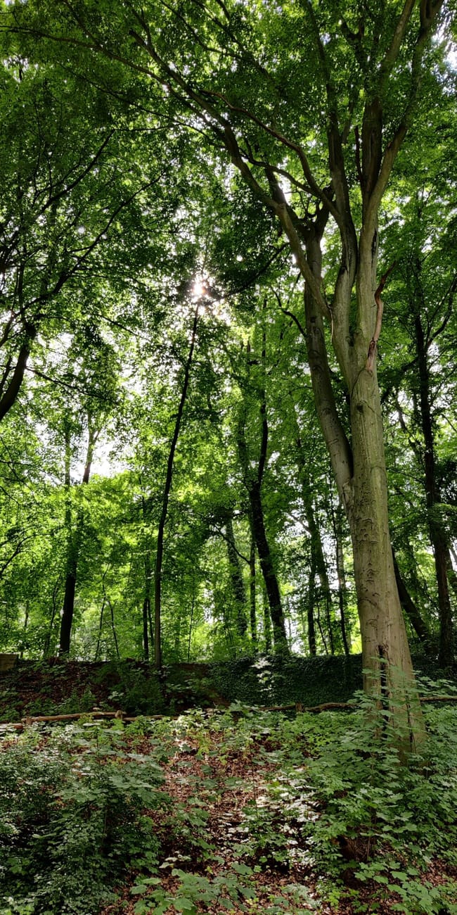 Szmaragdowe jezioro w szczecinie, leśny park z wysokimi drzewami i ścieżką.