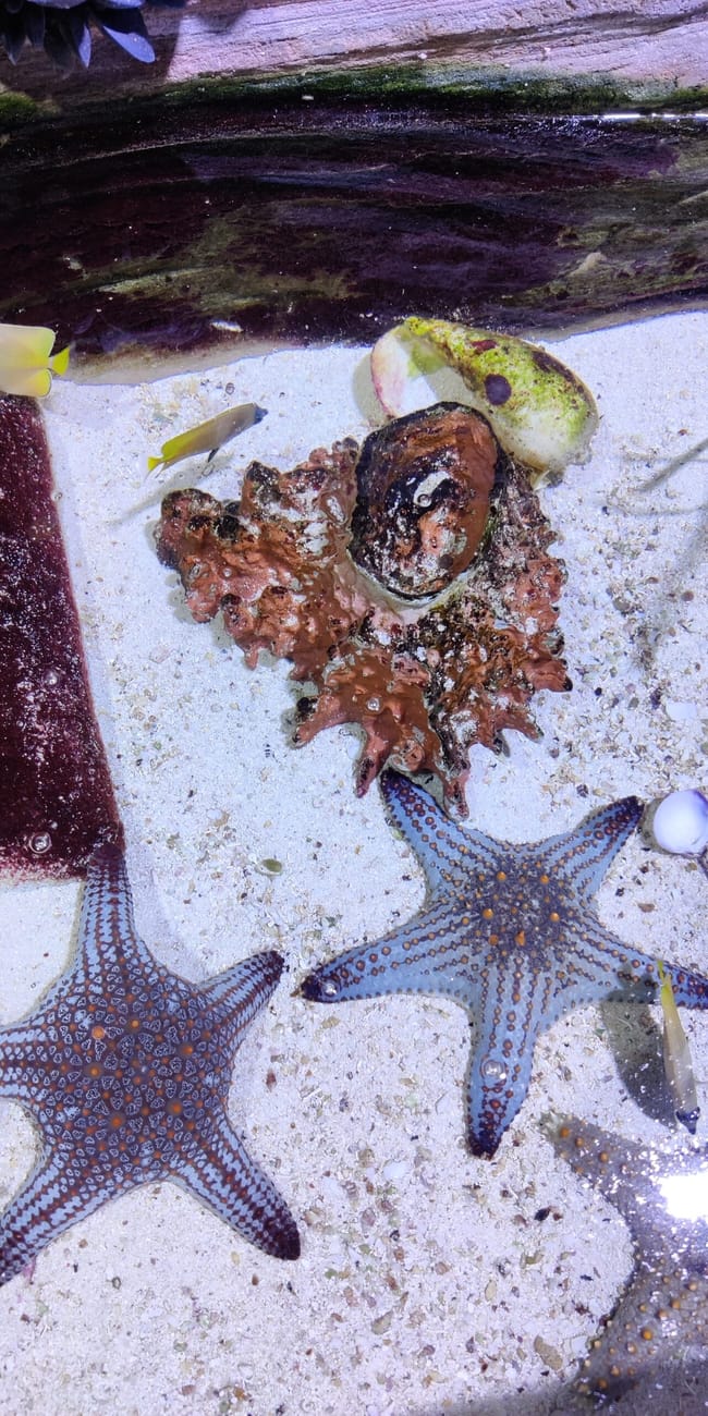 Dubai aquarium: kolorowe rozgwiazdy, małe ryby i rafowe dekoracje na piaszczystym dnie
