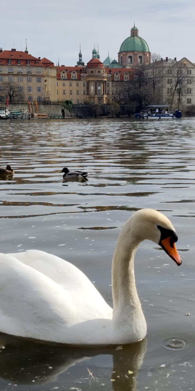 Łabędź na rzece z zabytkową panoramą charles bridge w tle