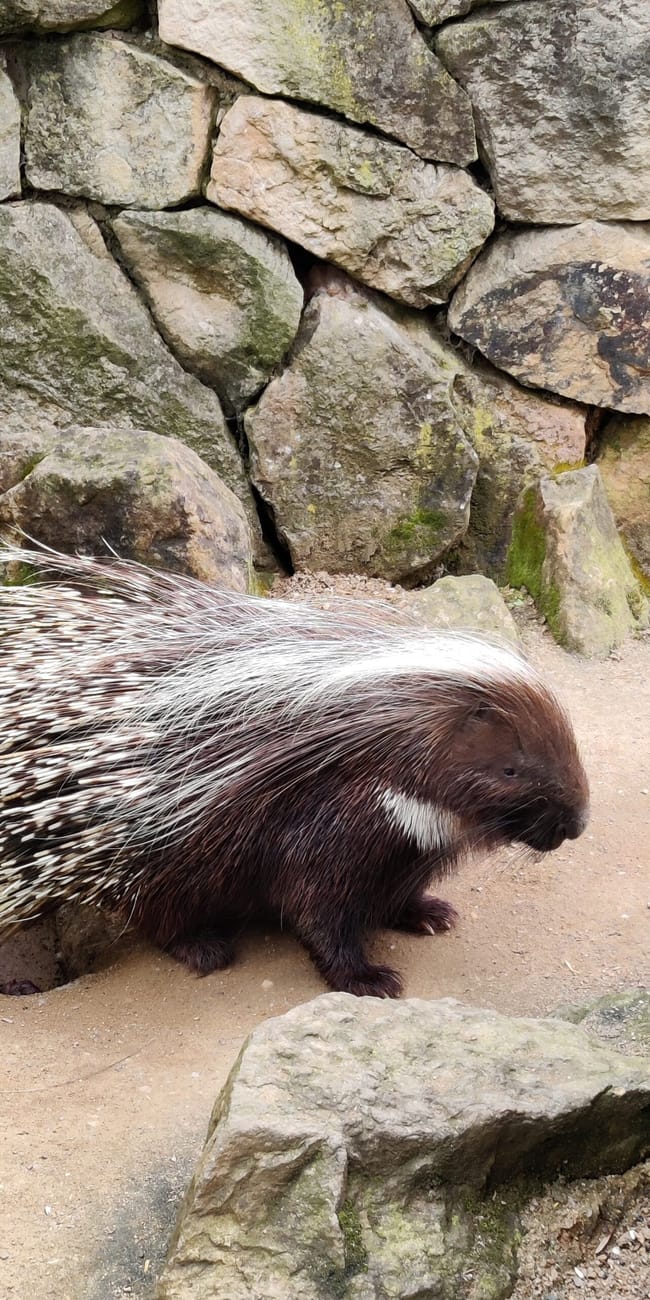 Dikобраз w prague zoo stojący na piasku między skałami.