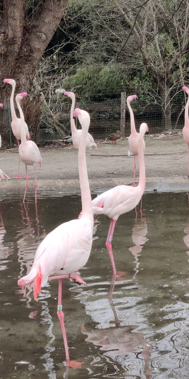 Flamingi w stawie w prague zoo