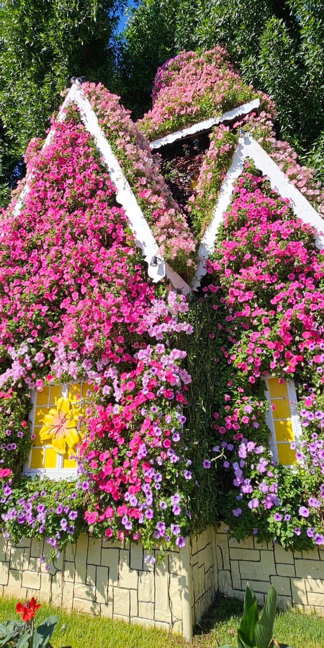 Dubai miracle garden: dom w całości pokryty różowymi i fioletowymi kwiatami.