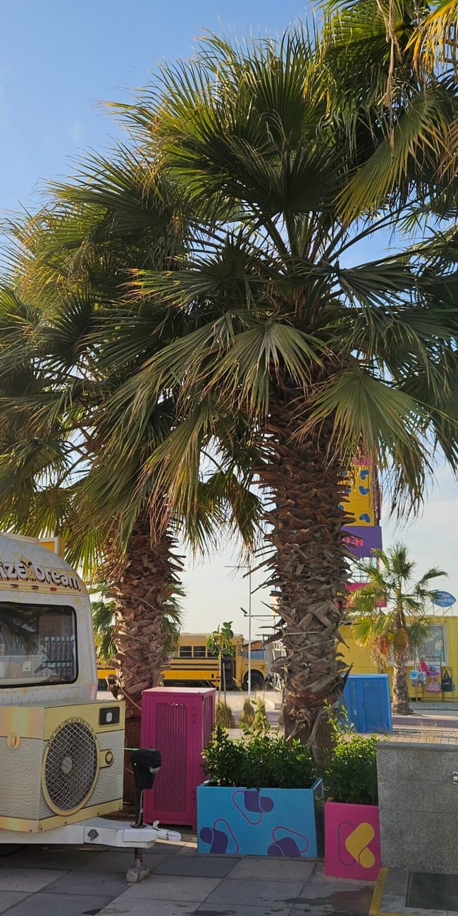 Stoisko z lodami przy dubai kite beach, z palmami i plażą w tle