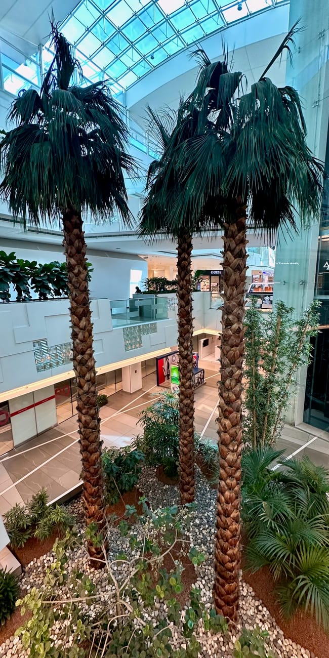 Interior courtyard in city the avenues, kuwait, with tall palm trees and a glass roof atrium
