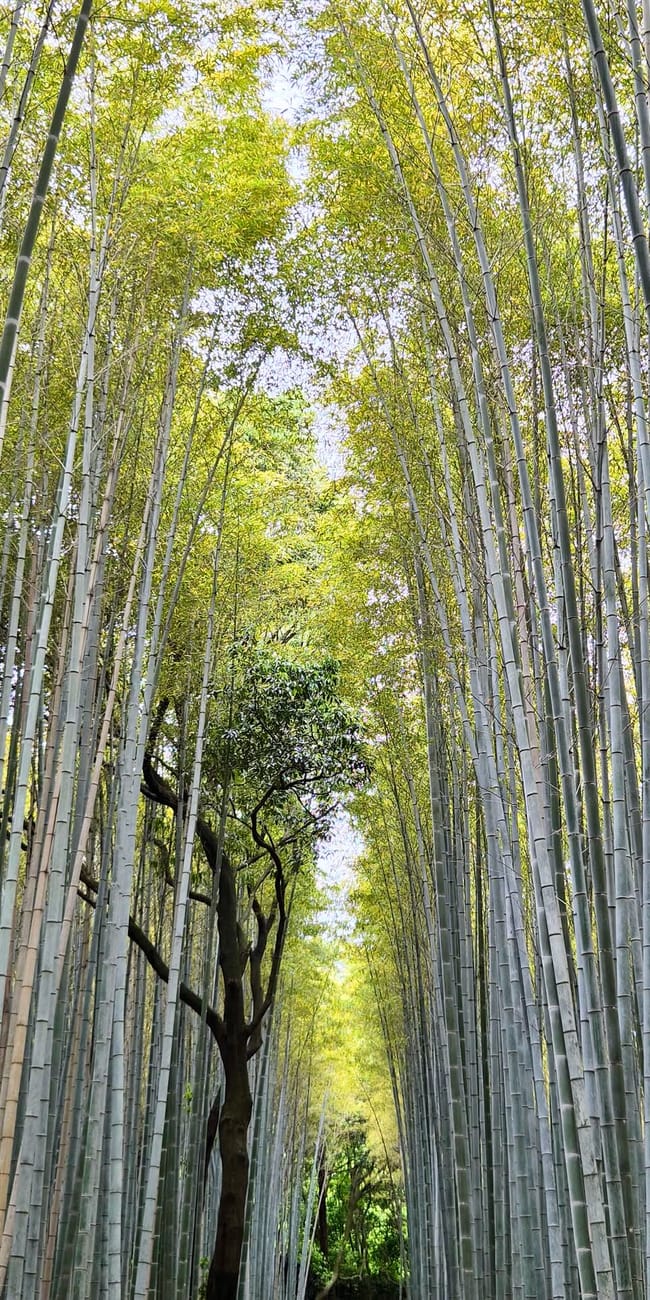 Las bambusowy w kioto, japonia