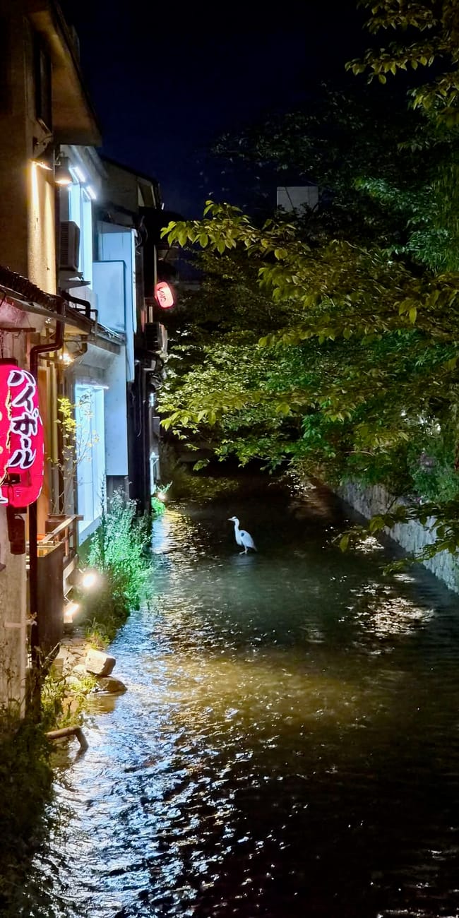 Dzielnica gion w kioto nocą, nad kanałem stoi biały ptak