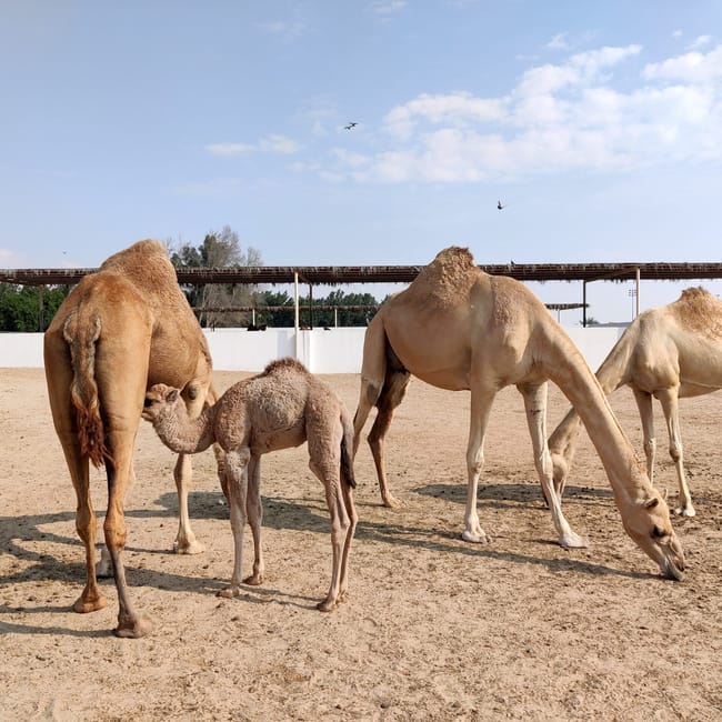 Wielbłądy na farmie camel farm zallaq w bahrajnie