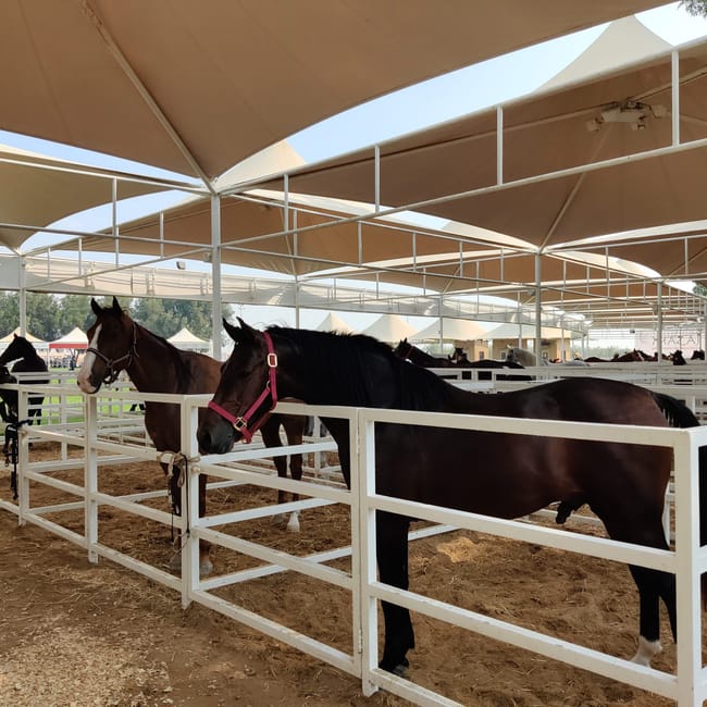 The bahrain royal equestrian & endurance federation w bahrajnie — konie w boksach pod zadaszeniem