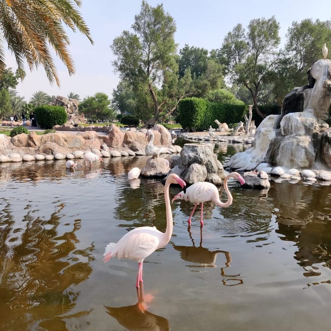 Flamingi w stawie w al areen wildlife park w bahrajnie