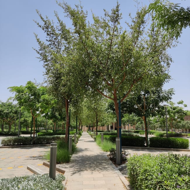 Park king fahad road w rijadzie z alejką wśród drzew i zadbanej zieleni