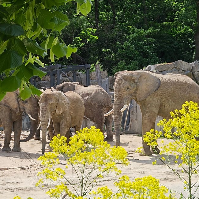 Słonie w vienna zoo w austrii, stojące w ogrodzonym wybiegu pośród zieleni.