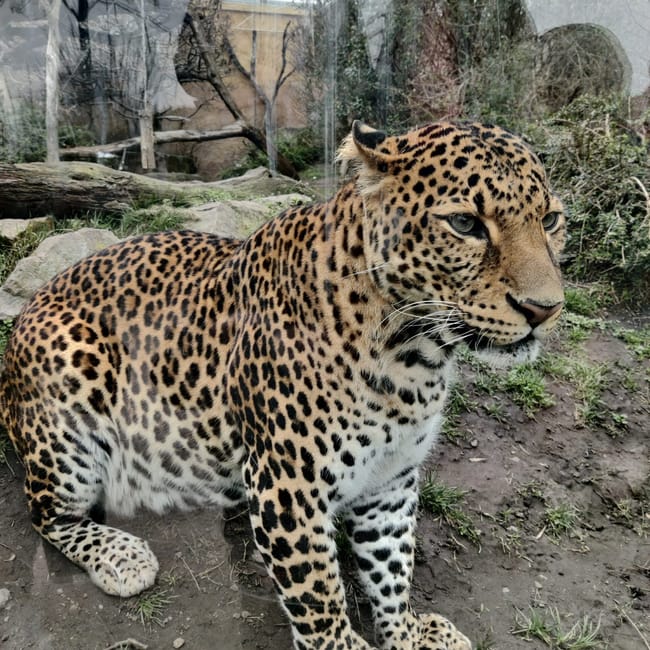 Lampart w wybiegu w prague zoo w czechach