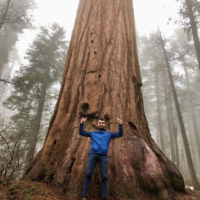 Człowiek stojący przy ogromnym sekwojowym drzewie w sequoia national park