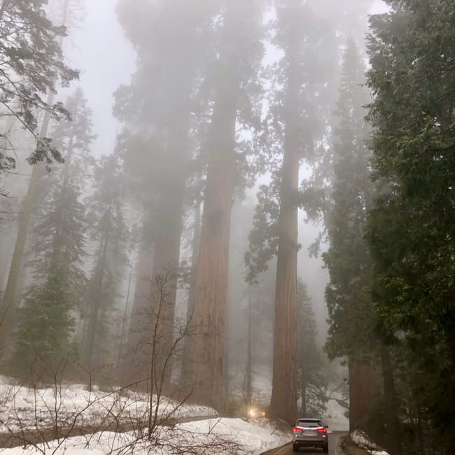 Mglisty las w sequoia national park z ogromnymi sekwojami i samochodem na zaśnieżonej drodze