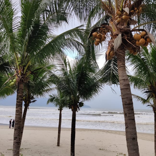 Plaża da nang beach w wietnamie z palmami i falującym morzem