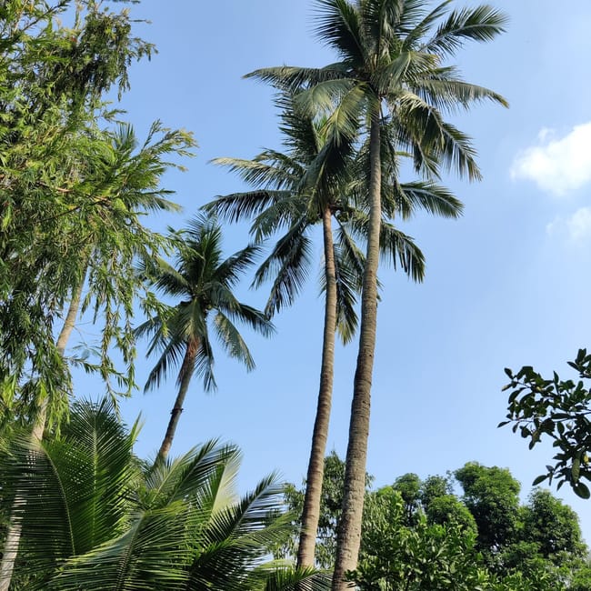 Palmy i bujna zieleń przy ho chi minh house w hanoi