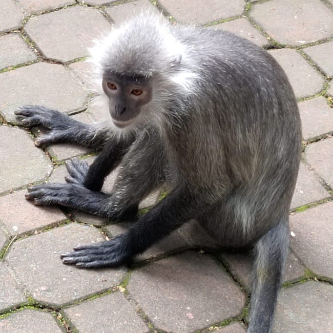 Małpa w ho chi minh zoo siedzi na brukowanym chodniku.