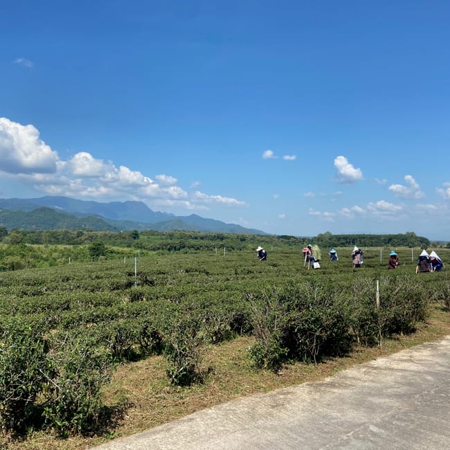 Plantacja herbaty choui fong w chiang rai z pracownikami na tle gór i błękitnego nieba